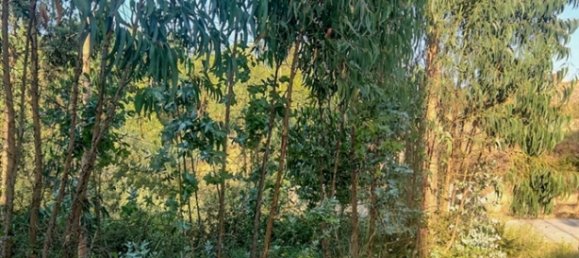 Terreno en Mortagua, Portugal No. 82503 2