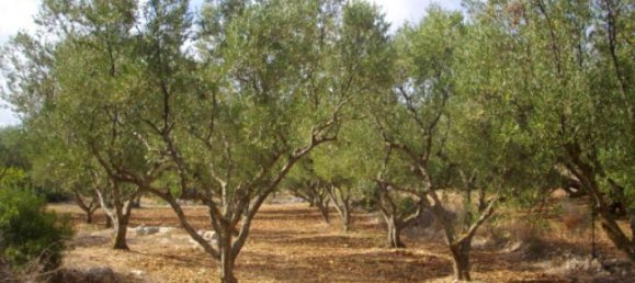 Hotel em Zakynthos, Greece N.º 431 4