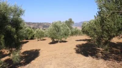 1m² Land in Cadiz, Spain No. 250405