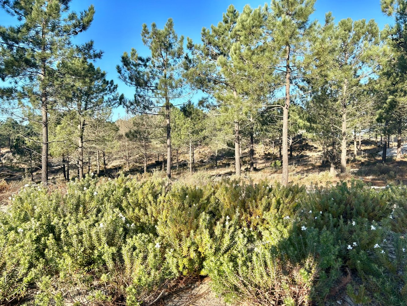 225m² Land in Grandola, Portugal No. 113215