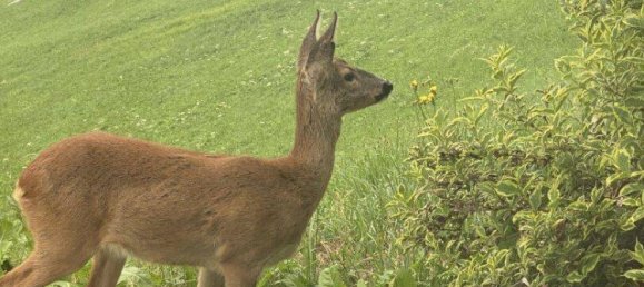 6غرفة منزل في Hainzenberg, Austria رقم 150930 7