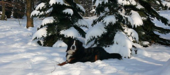  Land in Rhein-Lahn, Germany No. 217979 10