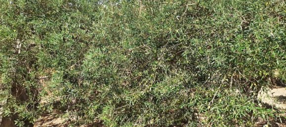 2-salle Maison à Messina, Italy No. 263904 5