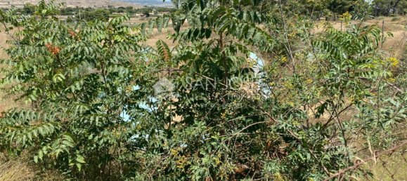 1 bedroom House in Aspe, Spain No. 25815 25