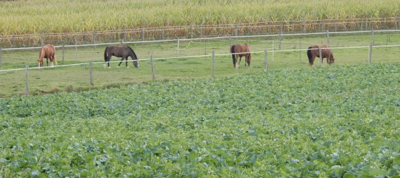 3 غرف نوم منزل في Mooslargue, France رقم 227082 4