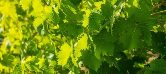 Terreno em Calangianus, Italy 250000 m² N.º 90294 17