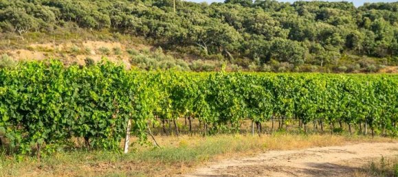 Terreno em Calangianus, Italy 250000 m² N.º 90294 21