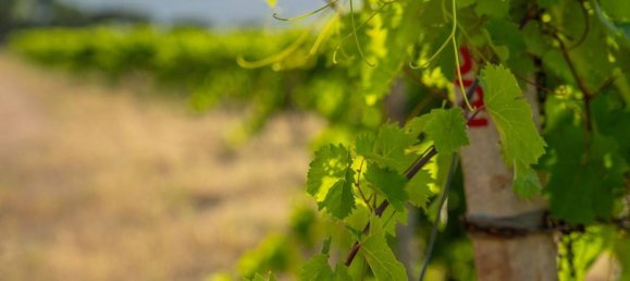 Terreno em Calangianus, Italy 250000 m² N.º 90294 16