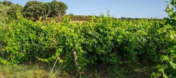 Terreno em Calangianus, Italy 250000 m² N.º 90294 18