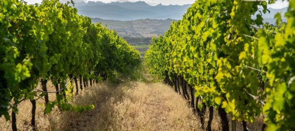 Terreno em Calangianus, Italy 250000 m² N.º 90294 15