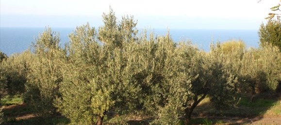 20000m² Hotel in Chalkidiki, Greece No. 8044 2