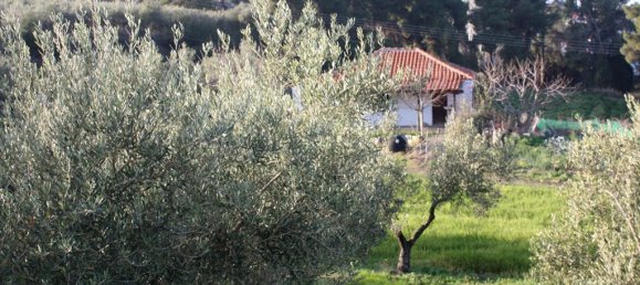 20000m² Hotel in Chalkidiki, Greece No. 8044 3