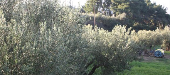 20000m² Hotel in Chalkidiki, Greece No. 8044 6