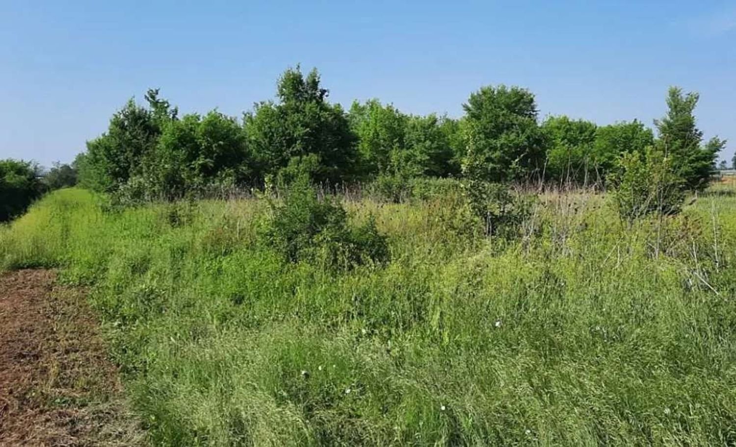 10005m² Land in Cortemaggiore, Italy No. 293312