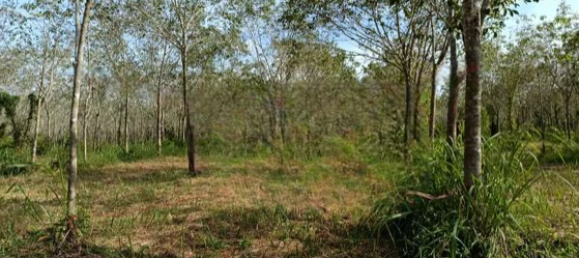  قطعة أرض في Phang Nga, Thailand 43200متر مربع رقم 70626 4