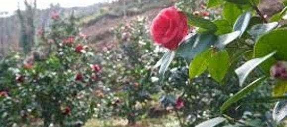 15 rooms Villa in Capannori, Italy No. 147605 6