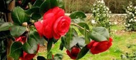 15 rooms Villa in Capannori, Italy No. 147605 5