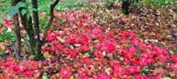 15 rooms Villa in Capannori, Italy No. 147605 14