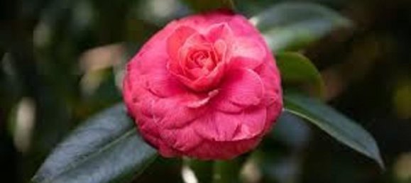 15 rooms Villa in Capannori, Italy No. 147605 7