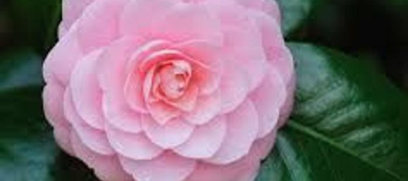 15 rooms Villa in Capannori, Italy No. 147605 29