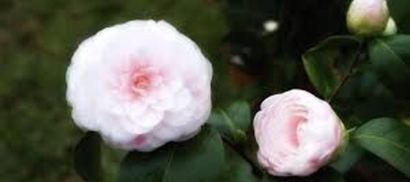 15 rooms Villa in Capannori, Italy No. 147605 9