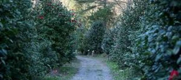 15 rooms Villa in Capannori, Italy No. 147605 16