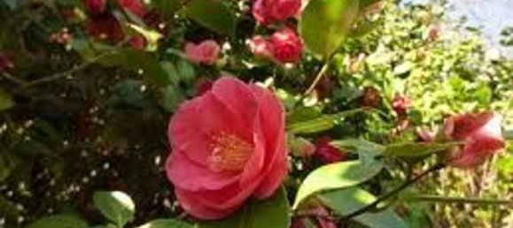 15 rooms Villa in Capannori, Italy No. 147605 11