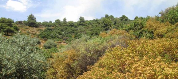 Hôtel à Chalkidiki, Greece 10500m² No. 7125 7