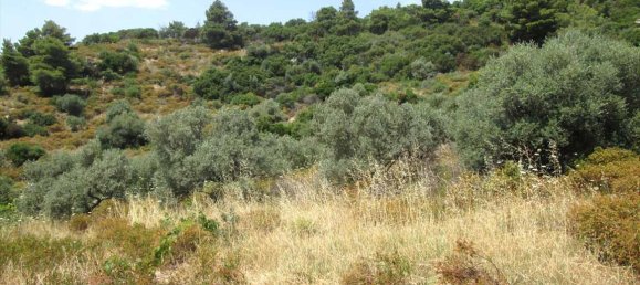 Hôtel à Chalkidiki, Greece 10500m² No. 7125 11