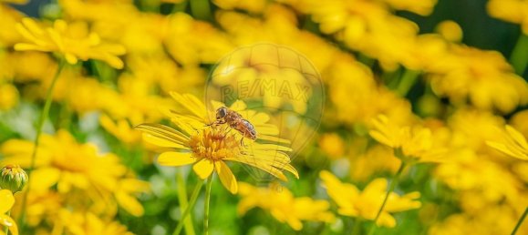 3 غرف نوم منزل في Tomar, Portugal رقم 24958 14