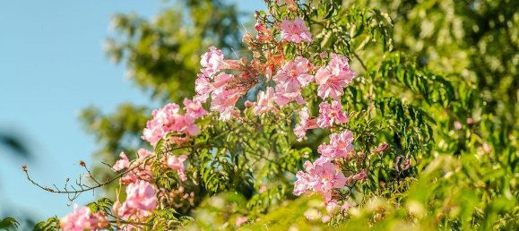 3 غرف نوم منزل في Tomar, Portugal رقم 24958 16