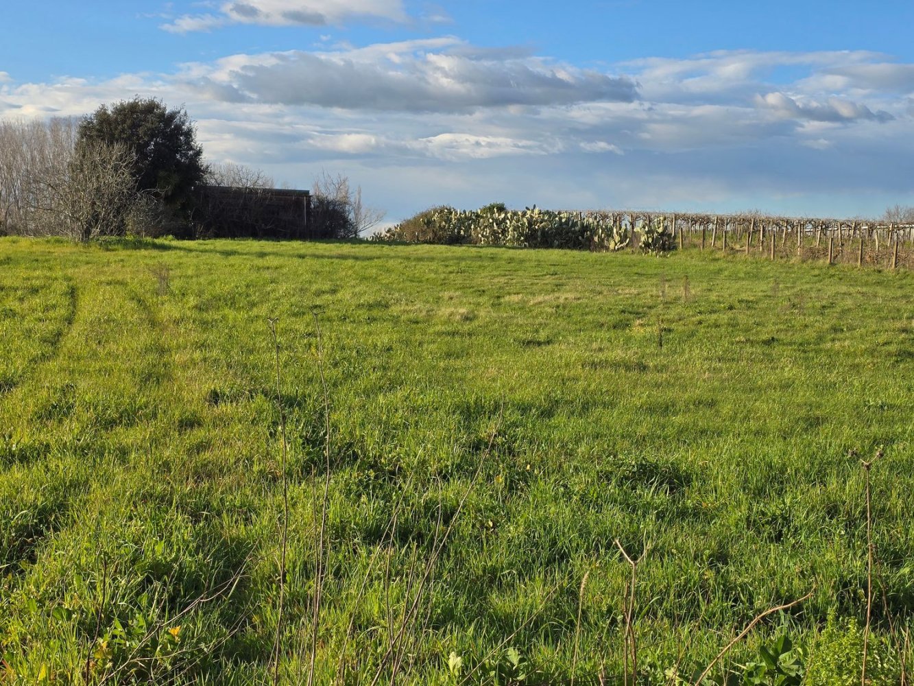  قطعة أرض في Nettuno, Italy 13500متر مربع رقم 105224