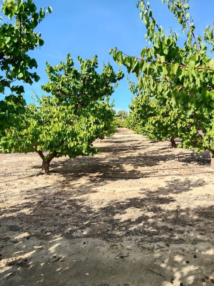 Terreno en Molina de Segura, Spain No. 234967