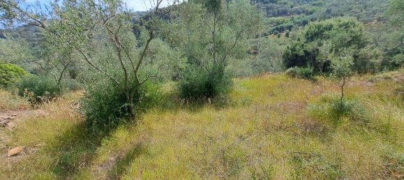 9659m² Land in Diano Castello, Italy No. 138802 7