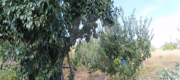 9 bedrooms House in Fundao, Portugal No. 74671 19