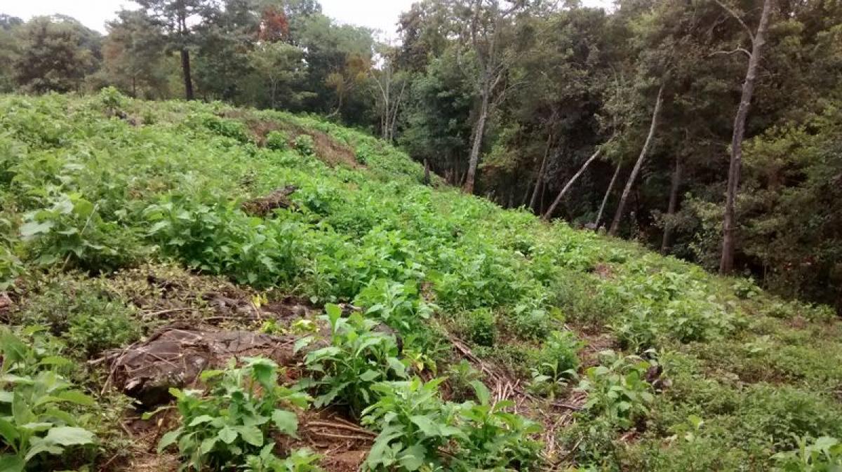  Land in Veracruz, Mexico No. 205174