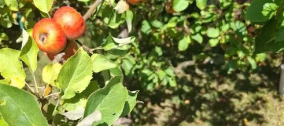 3 Schlafzimmer Bungalow in Bayern, Germany, Nr. 298690 13