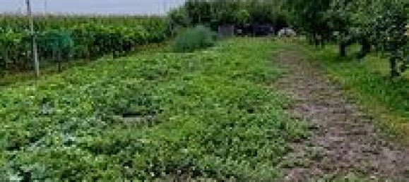 5-Zimmer Villa in Musile di Piave, Italy, Nr. 292755 4