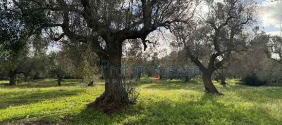 Studio in Carovigno, Italy, Nr. 115119 16