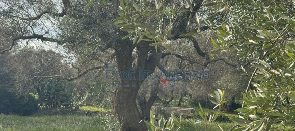 Studio in Carovigno, Italy, Nr. 115119 14