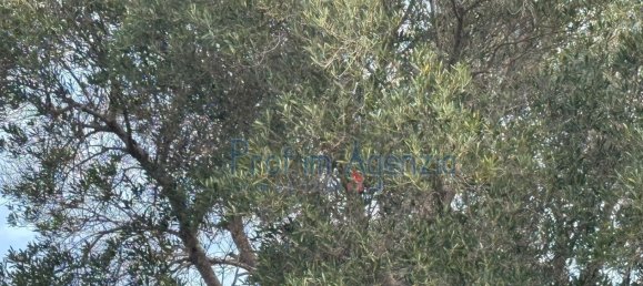 Studio in Carovigno, Italy, Nr. 115119 17