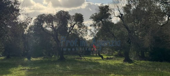 Studio in Carovigno, Italy, Nr. 115119 12