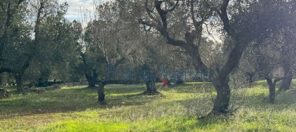 Studio in Carovigno, Italy, Nr. 115119 13