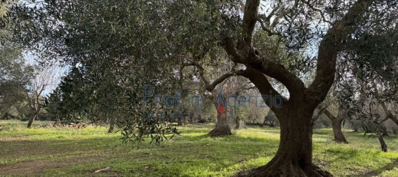 Studio in Carovigno, Italy, Nr. 115119 15