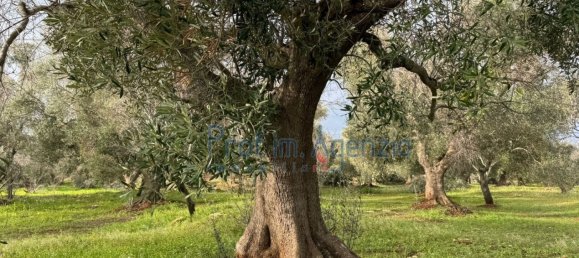 Studio in Carovigno, Italy, Nr. 115119 11