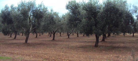 5 chambres Maison à San Vito dei Normanni, Italy No. 92584 5