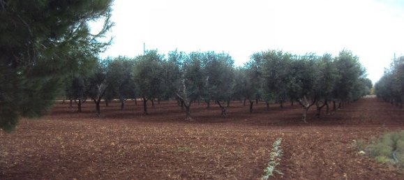 5 chambres Maison à San Vito dei Normanni, Italy No. 92584 6