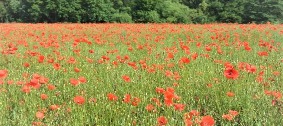 1 Schlafzimmer Wohnung in Vorpommern-Rügen, Germany, Nr. 267018 12