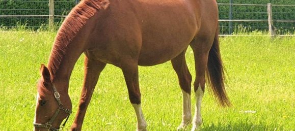 3 rooms House in Kladow, Germany No. 113522 44