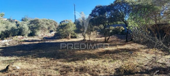 Grundstück in Minde, Portugal 3200m², Nr. 76107 19